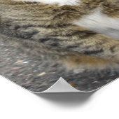 Harry-foto Poster (Hoek)