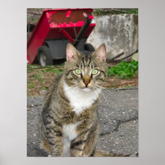 Harry-foto Poster (Voorkant)