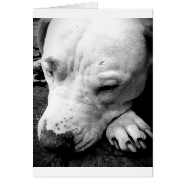 harry potter litteken hond witte pitbull (Voorkant)