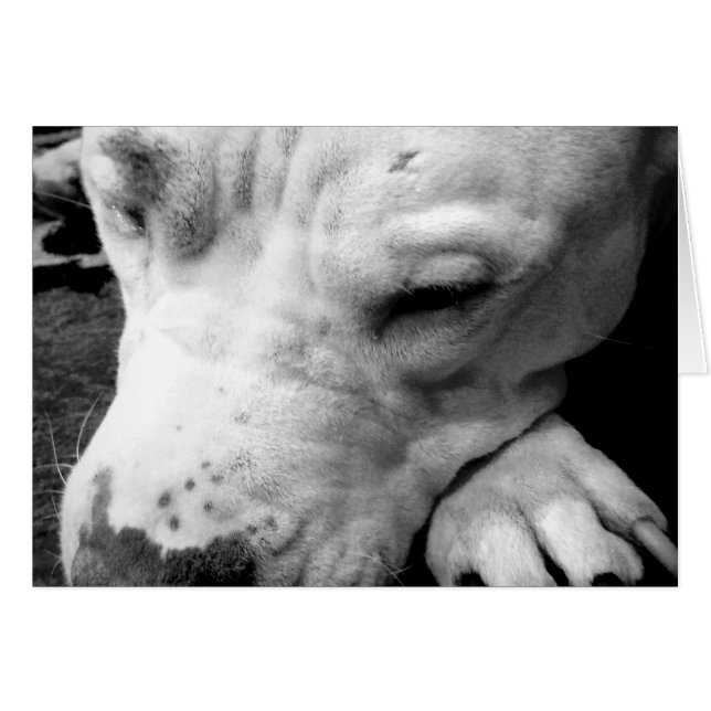 harry potter litteken hond witte pitbull (Voorkant Horizontaal)