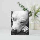 harry potter litteken hond witte pitbull briefkaart (Staand voorkant)