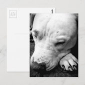 harry potter litteken hond witte pitbull briefkaart (Voorkant / Achterkant)