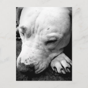 harry potter litteken hond witte pitbull briefkaart