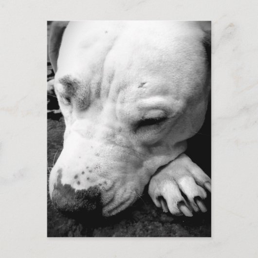 harry potter litteken hond witte pitbull briefkaart (Voorkant)