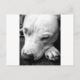 harry potter litteken hond witte pitbull briefkaart