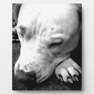 harry potter litteken hond witte pitbull fotoplaat