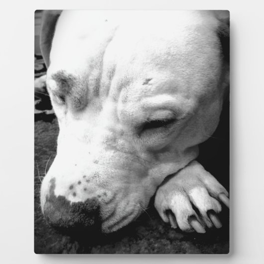harry potter litteken hond witte pitbull fotoplaat (Voorkant)
