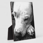 harry potter litteken hond witte pitbull fotoplaat (Zijkant)
