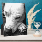 harry potter litteken hond witte pitbull fotoplaat (Zijkant)