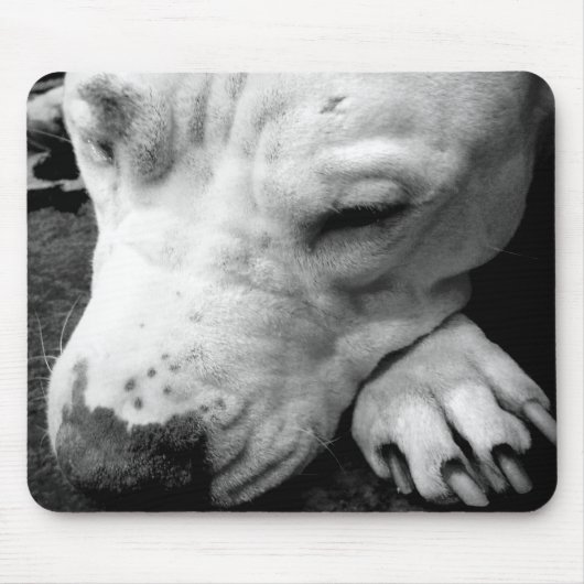 harry potter litteken hond witte pitbull muismat (Voorkant)