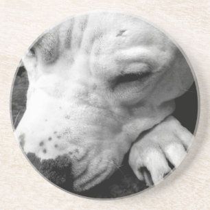 harry potter litteken hond witte pitbull zandsteen onderzetter