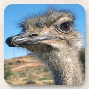 Harry the Happy Ostrich Drankjes Onderzetter