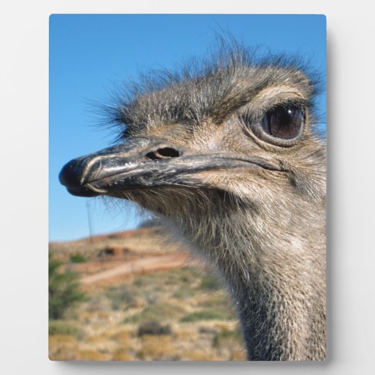 Harry the Happy Ostrich Fotoplaat (Voorkant)