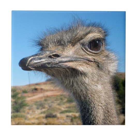 Harry the Happy Ostrich Tegeltje (Voorkant)