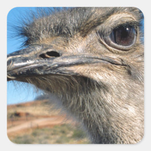 Harry the Happy Ostrich Vierkante Sticker