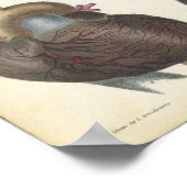 Hart Anatomie  afdrukken Poster (Hoek)