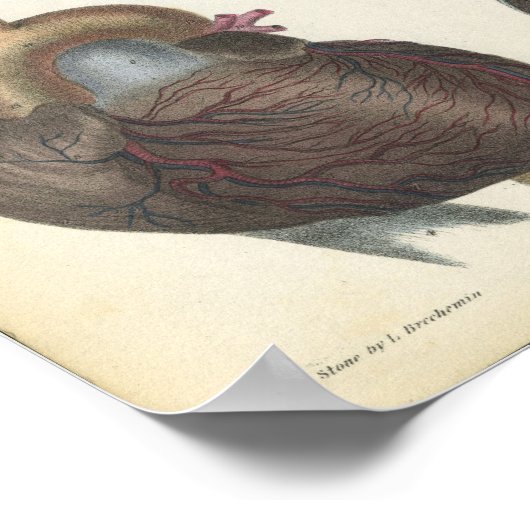 Hart Anatomie  afdrukken Poster (Hoek)