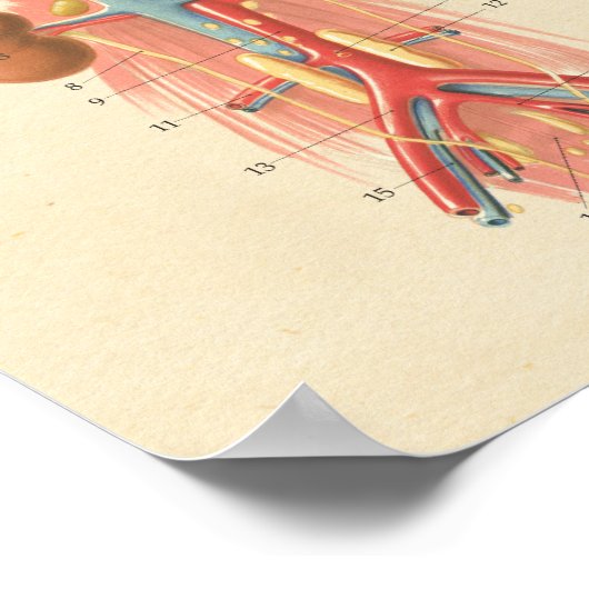 Hart Anatomie Grafiek Hart Anatomie Poster (Hoek)