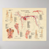 Hart Anatomie Grafiek Hart Anatomie Poster (Voorkant)