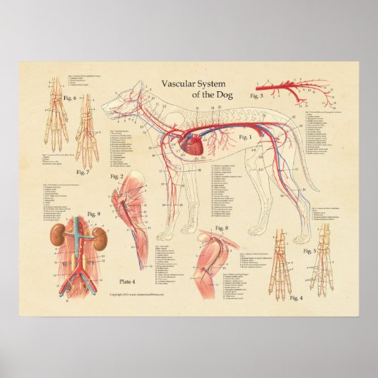 Hart Anatomie Grafiek Hart Anatomie Poster (Voorkant)