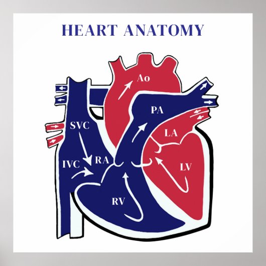 Hart Anatomie- Poster (Voorkant)