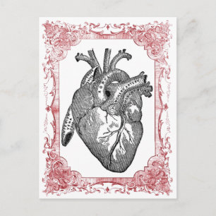  hart anatomie Valentijn Briefkaart