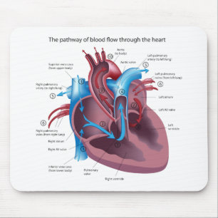 Hart Anatomy Mousepad Muismat