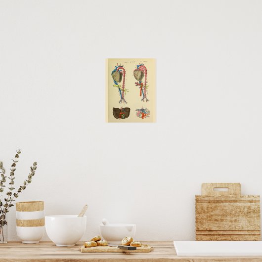 Hart Aorta Anatomie Art Afdrukken Poster (Keuken)