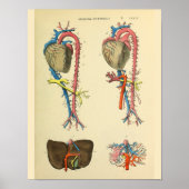Hart Aorta Anatomie Art Afdrukken Poster (Voorkant)