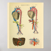 Hart Aorta Anatomie Art Afdrukken