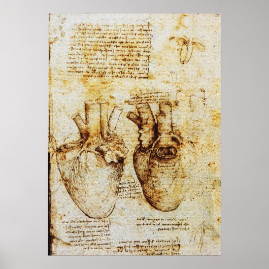 Hart,Bloedvaten,Leonardo Da Vinci,Sepia Poster (Voorkant)