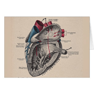  hart Cardiovasculair systeem anatomie