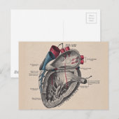 hart Cardiovasculair systeem anatomie Briefkaart (Voorkant / Achterkant)