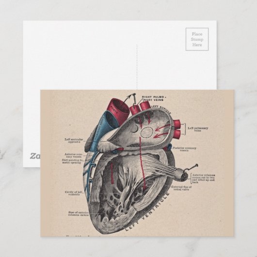  hart Cardiovasculair systeem anatomie Briefkaart (Voorkant / Achterkant)