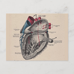  hart Cardiovasculair systeem anatomie Briefkaart