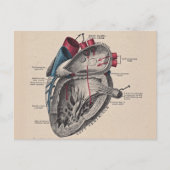  hart Cardiovasculair systeem anatomie Briefkaart (Voorkant)