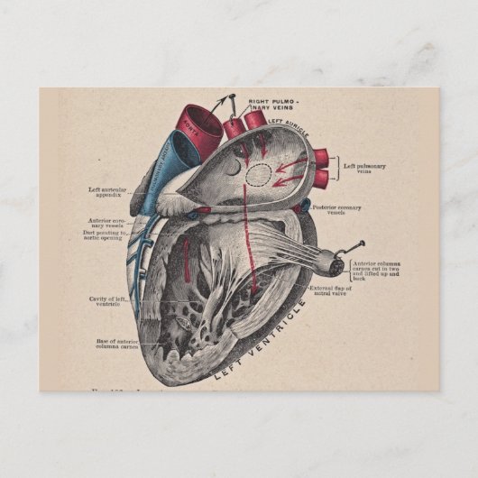 hart Cardiovasculair systeem anatomie Briefkaart (Voorkant)