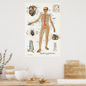 Hart en arterieën Menselijke anatomie Poster 24 X  (Keuken)