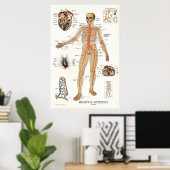 Hart en arterieën Menselijke anatomie Poster 24 X  (Thuiskantoor)