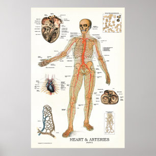 Hart en arterieën Menselijke anatomie Poster 24 X 