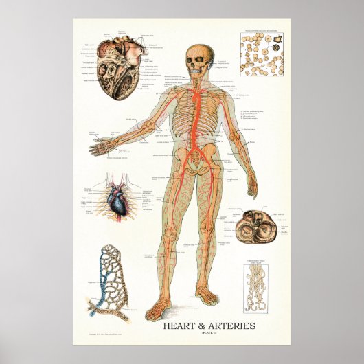 Hart en arterieën Menselijke anatomie Poster 24 X  (Voorkant)