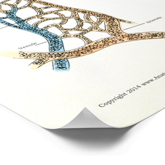 Hart en arteriën Humaan Anatomie Poster 18 X 24 (Hoek)