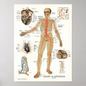 Hart en arteriën Humaan Anatomie Poster 18 X 24 (Voorkant)