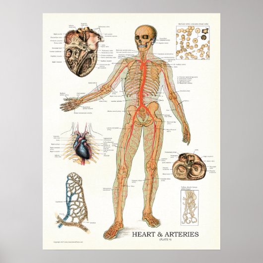 Hart en arteriën Humaan Anatomie Poster 18 X 24 (Voorkant)