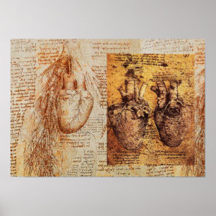 Hart en bloedvaten / Bronchiale Arteria Poster