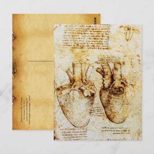 Hart en de bloedvaten, perkament briefkaart (Voorkant / Achterkant)