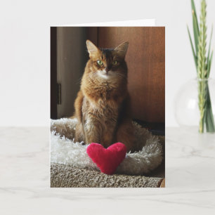 Hart Kat Somalische Kat Valentijnsdag  Kaart