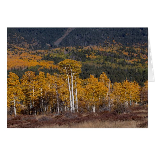 Hart Prairie Flagstaff, Arizona (Voorkant Horizontaal)