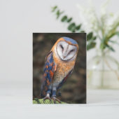 Hart-Shaped Face Barn Owl Briefkaart (Staand voorkant)