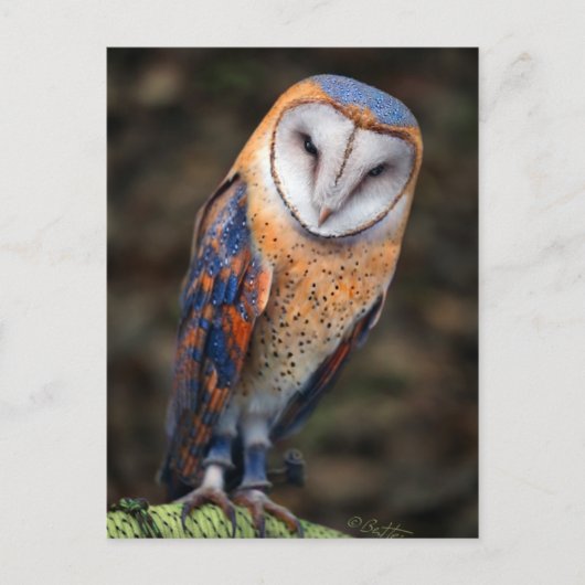 Hart-Shaped Face Barn Owl Briefkaart (Voorkant)